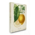 thumbnail image 1 of Stupell Industries Yellow Lemon Citrus Blossom with French Script Design by Studio W, 24" x 30", 1 of 1