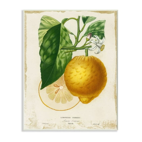 Stupell Industries Yellow Lemon Citrus Blossom with French Script Design by Studio W