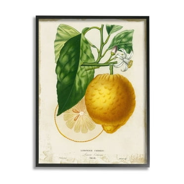 Stupell Industries Yellow Lemon Citrus Blossom with French Script Design by Studio W