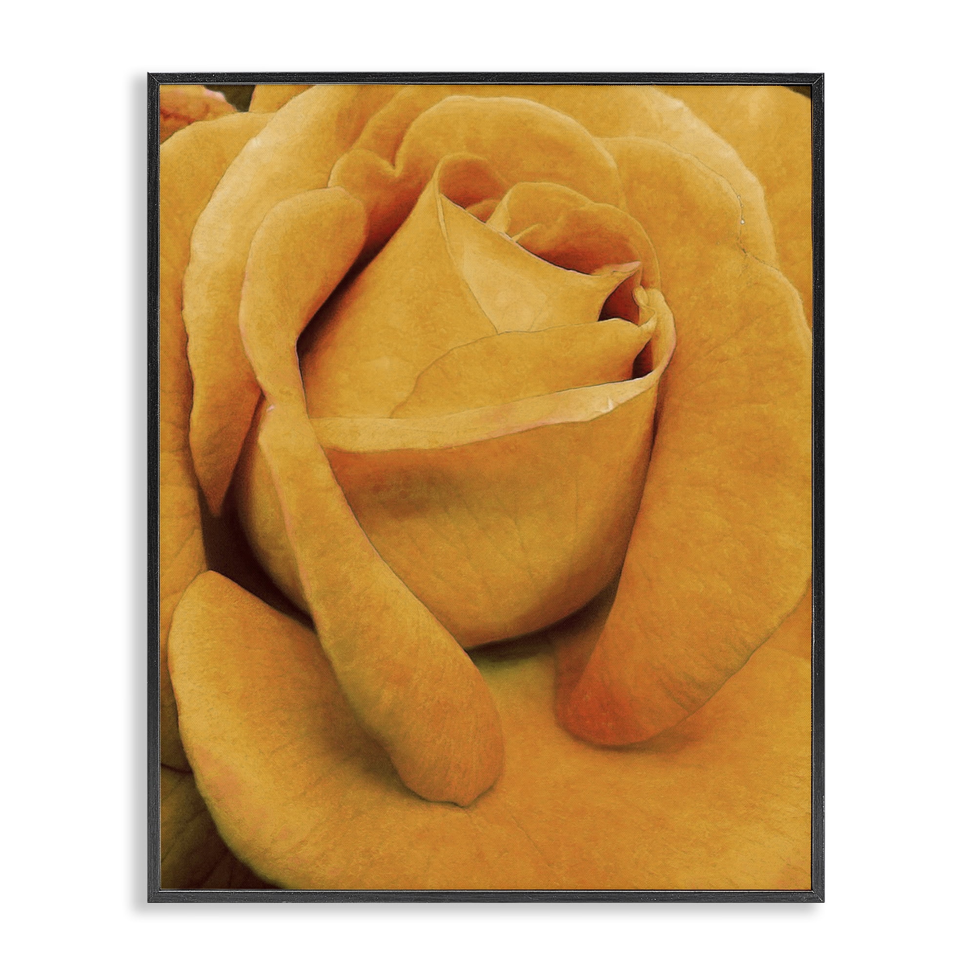 Stupell Industries Yellow Rose Close Up Botanical & Floral Painting Black Framed Art Print Wall Art, 24 x 30