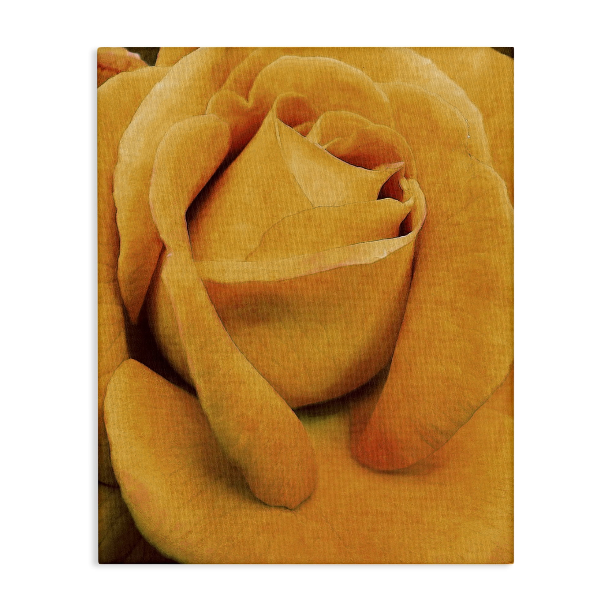 Stupell Industries Yellow Rose Close Up Botanical & Floral Painting Gallery Wrapped Canvas Art Print Wall Art, 24 x 30