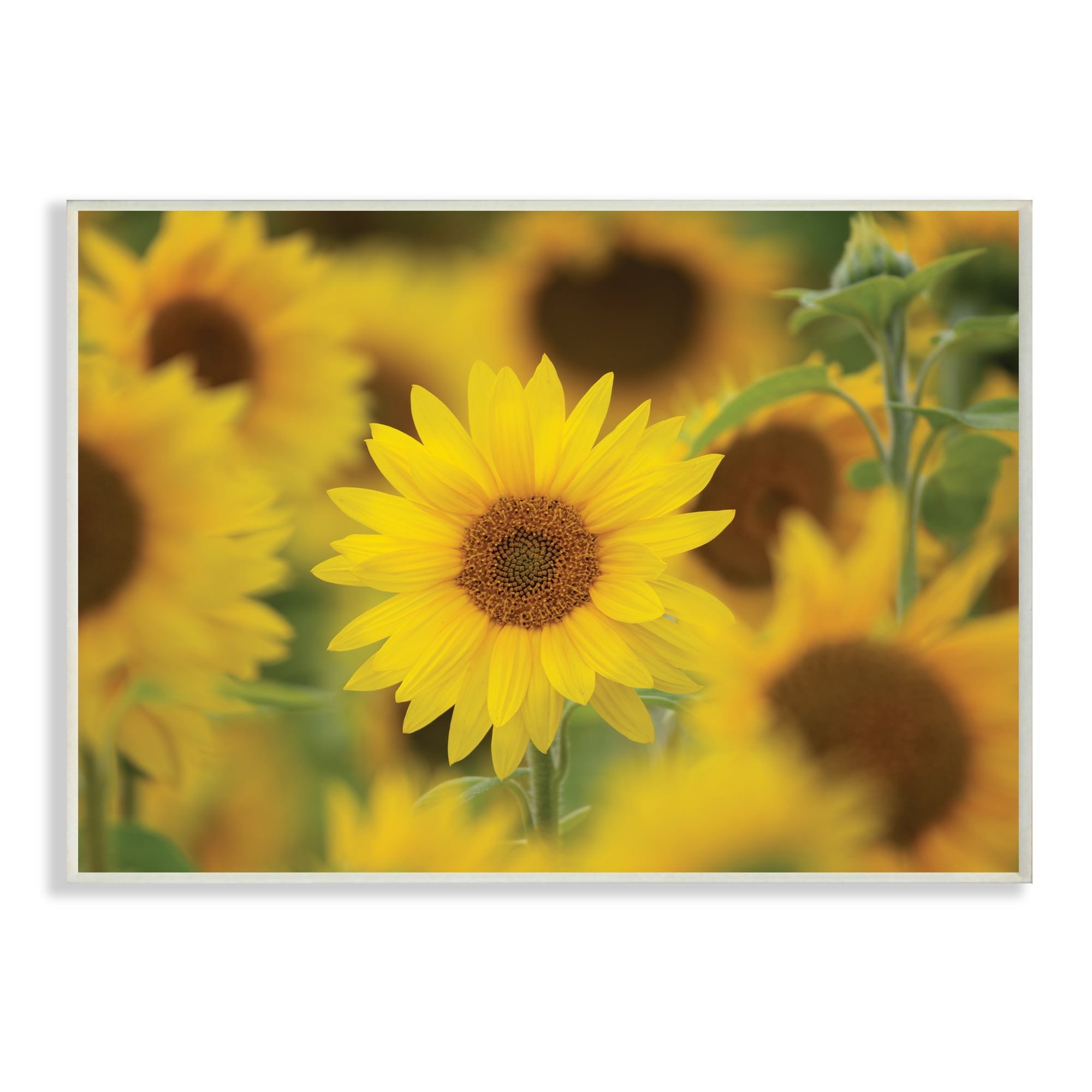 Stupell Industries Yellow Sunflower Nursery Field Directed Focus,10 x 15,Designed by Nancy Crowell