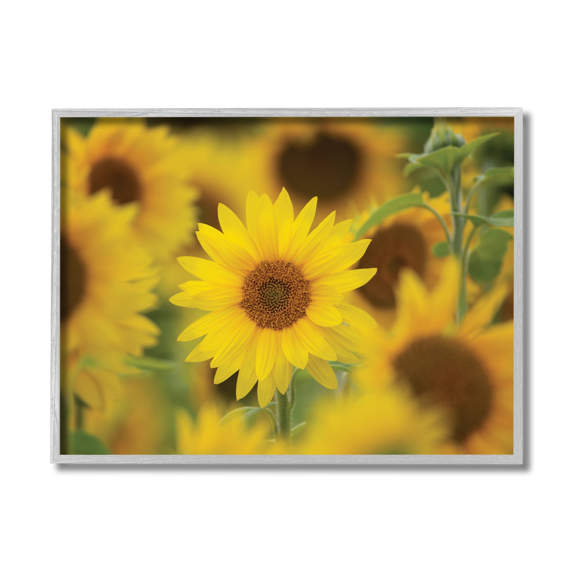 Stupell Industries Yellow Sunflower Nursery Field Directed Focus,16 x 20,Designed by Nancy Crowell
