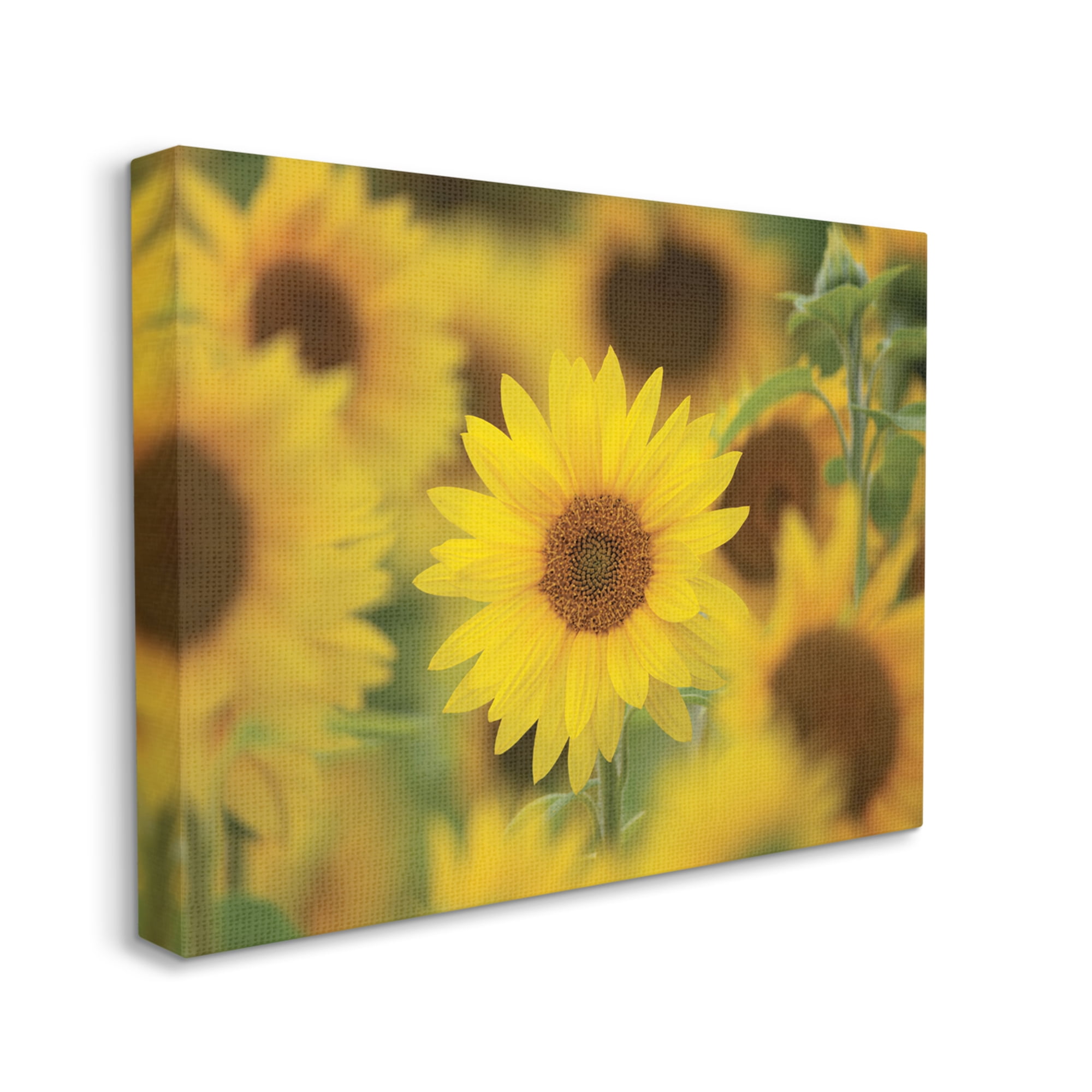 Stupell Industries Yellow Sunflower Nursery Field Directed Focus,30 x 40,Designed by Nancy Crowell