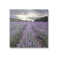 thumbnail image 1 of Stupell Lavender Fields Sunlit Clouds Botanical & Floral Photography Gallery Wrapped Canvas Print Wall Art, 1 of 7