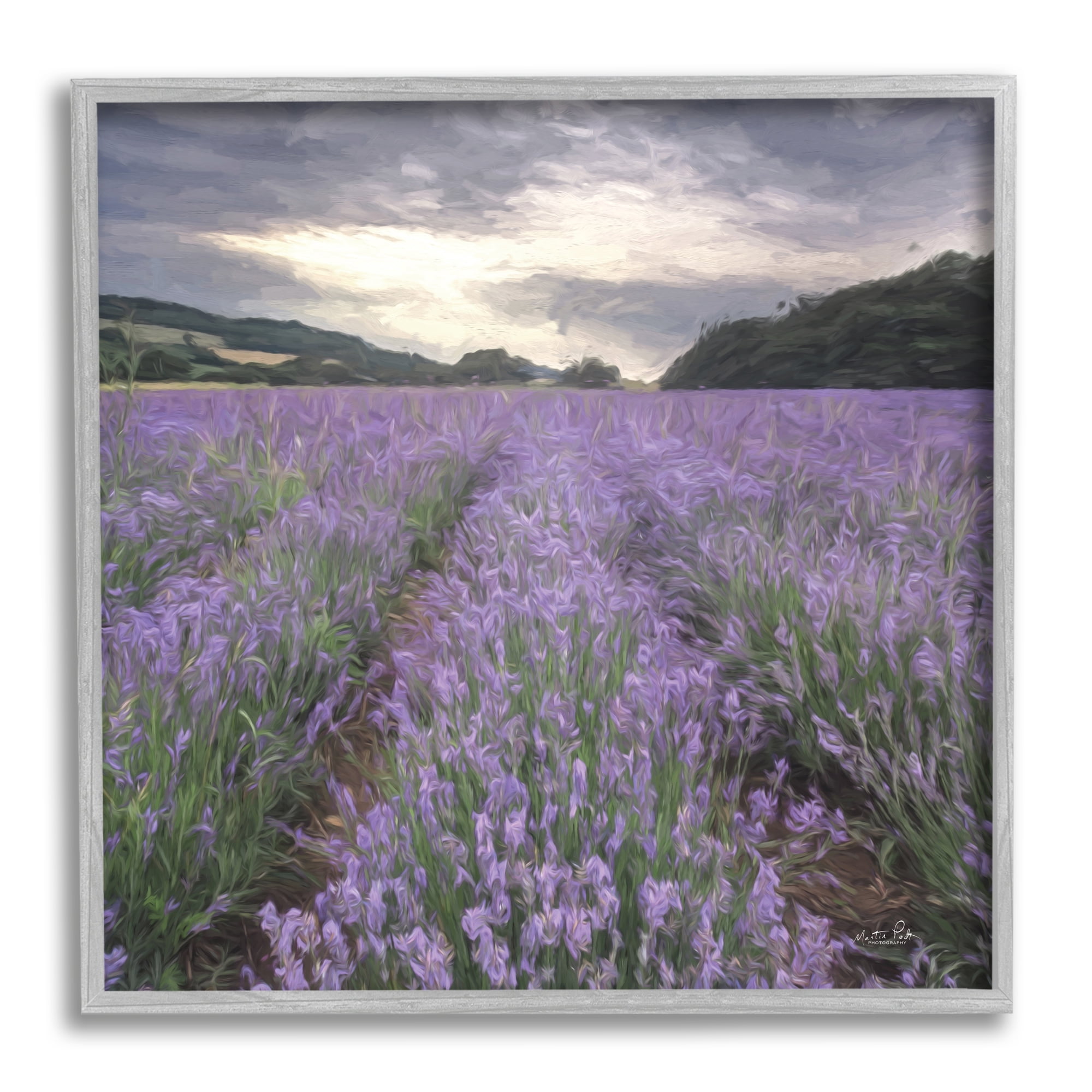 Stupell Lavender Fields Sunlit Clouds Botanical & Floral Photography Gray Framed Art Print Wall Art