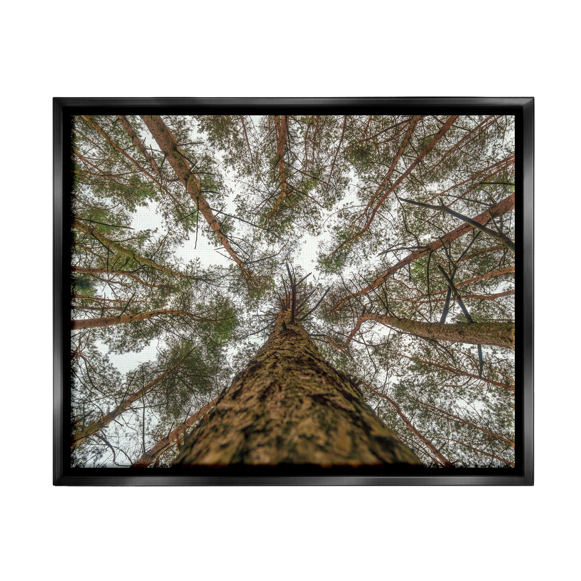 Stupell Looming Tree Branches Overhead Landscape Photography Black Floater Framed Art Print Wall Art