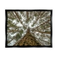 thumbnail image 1 of Stupell Looming Tree Branches Overhead Landscape Photography Black Floater Framed Art Print Wall Art, 1 of 6