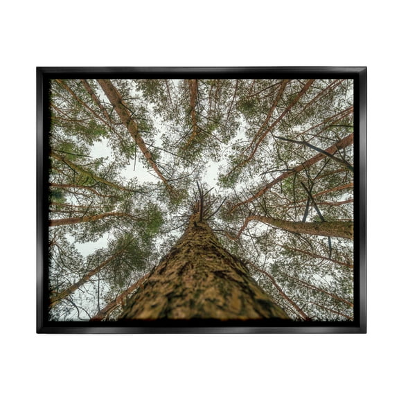 Stupell Looming Tree Branches Overhead Landscape Photography Black Floater Framed Art Print Wall Art