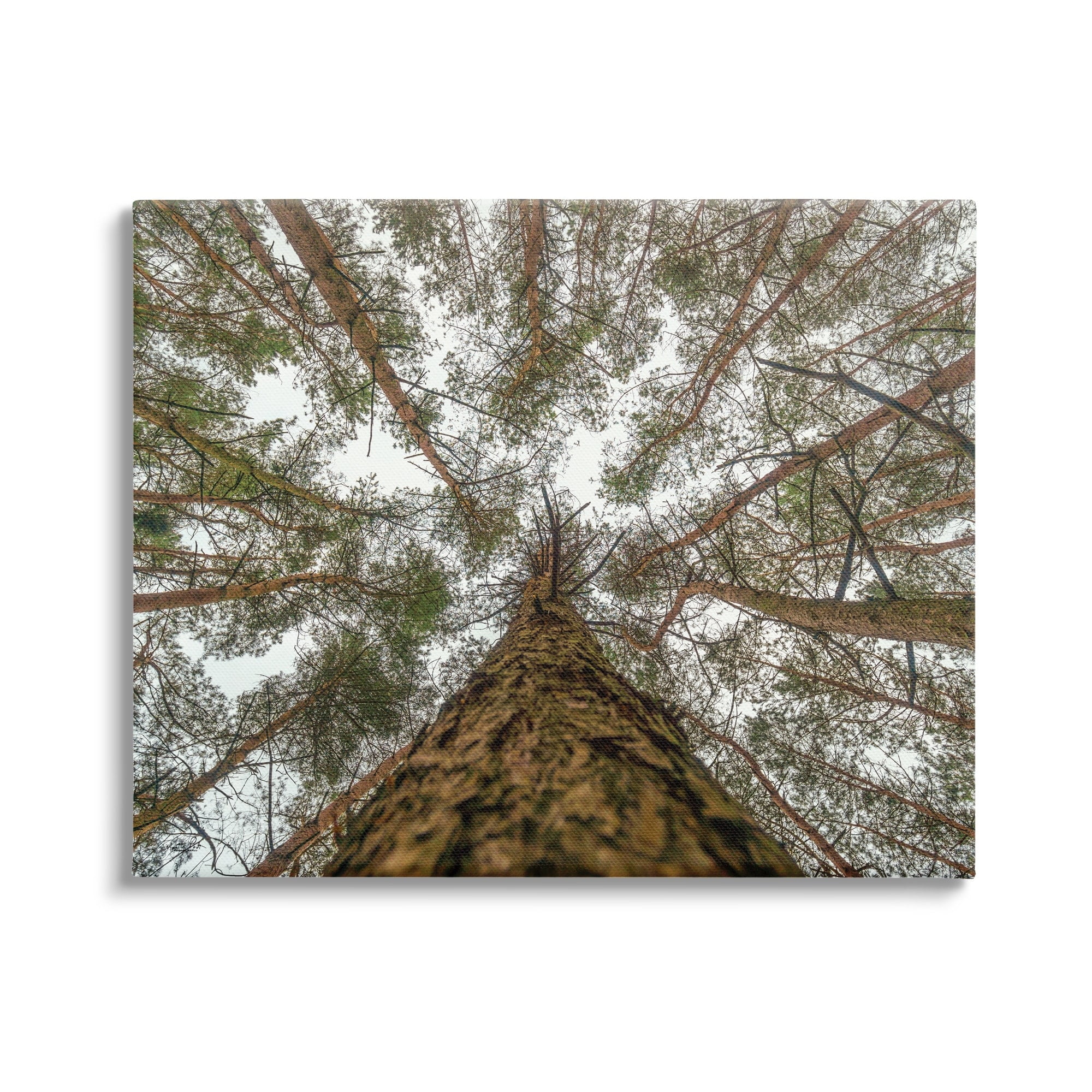 Looming Tree Branches Overhead Wrapped Canvas Wall Art