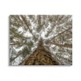 thumbnail image 1 of Stupell Looming Tree Branches Overhead Landscape Photography Gallery Wrapped Canvas Print Wall Art, 1 of 5