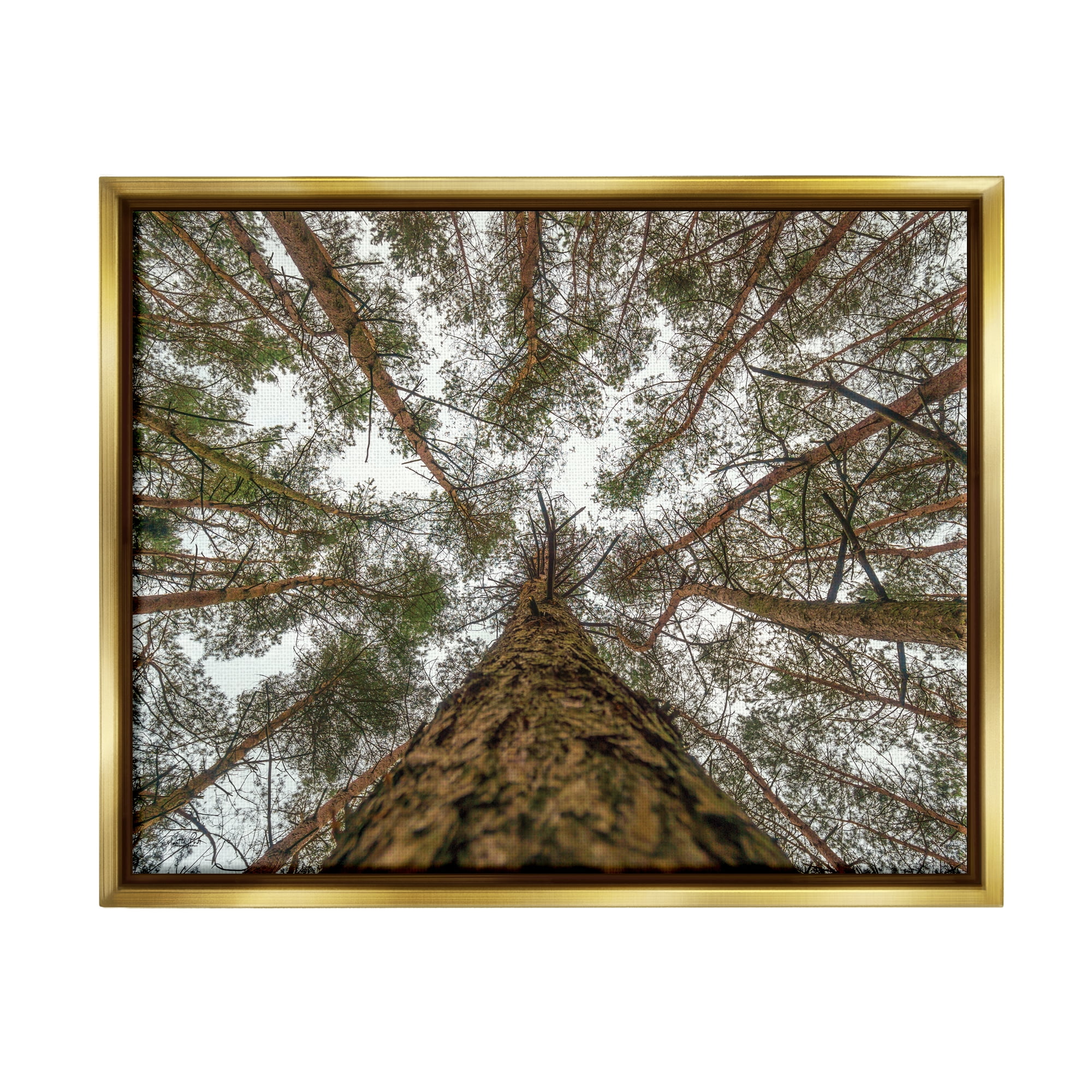 Stupell Looming Tree Branches Overhead Landscape Photography Gold Floater Framed Art Print Wall Art