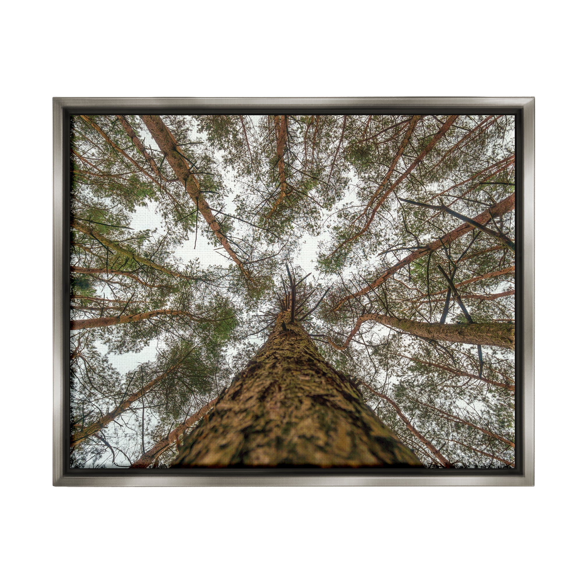Stupell Looming Tree Branches Overhead Landscape Photography Gray Floater Framed Art Print Wall Art