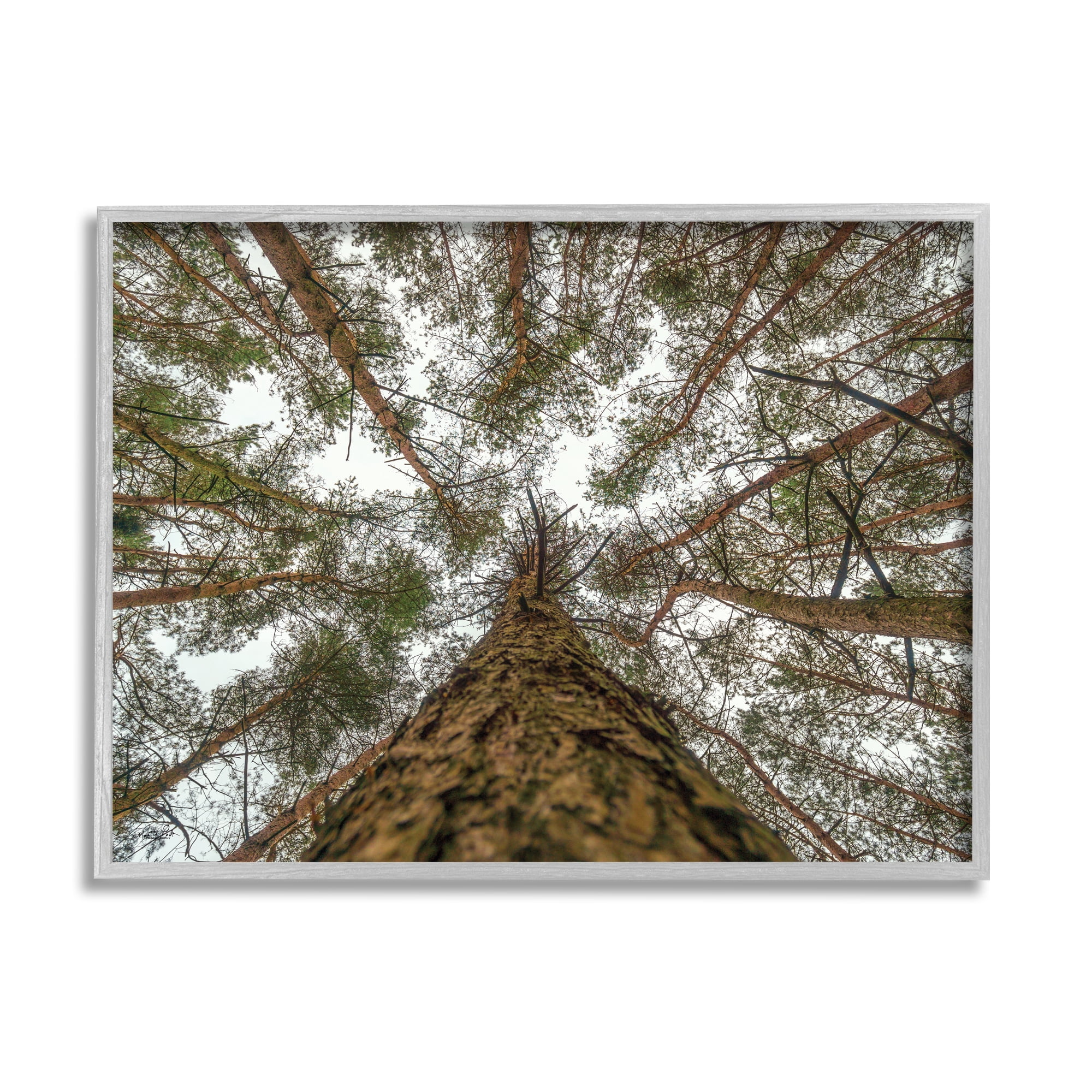 Stupell Looming Tree Branches Overhead Landscape Photography Gray Framed Art Print Wall Art