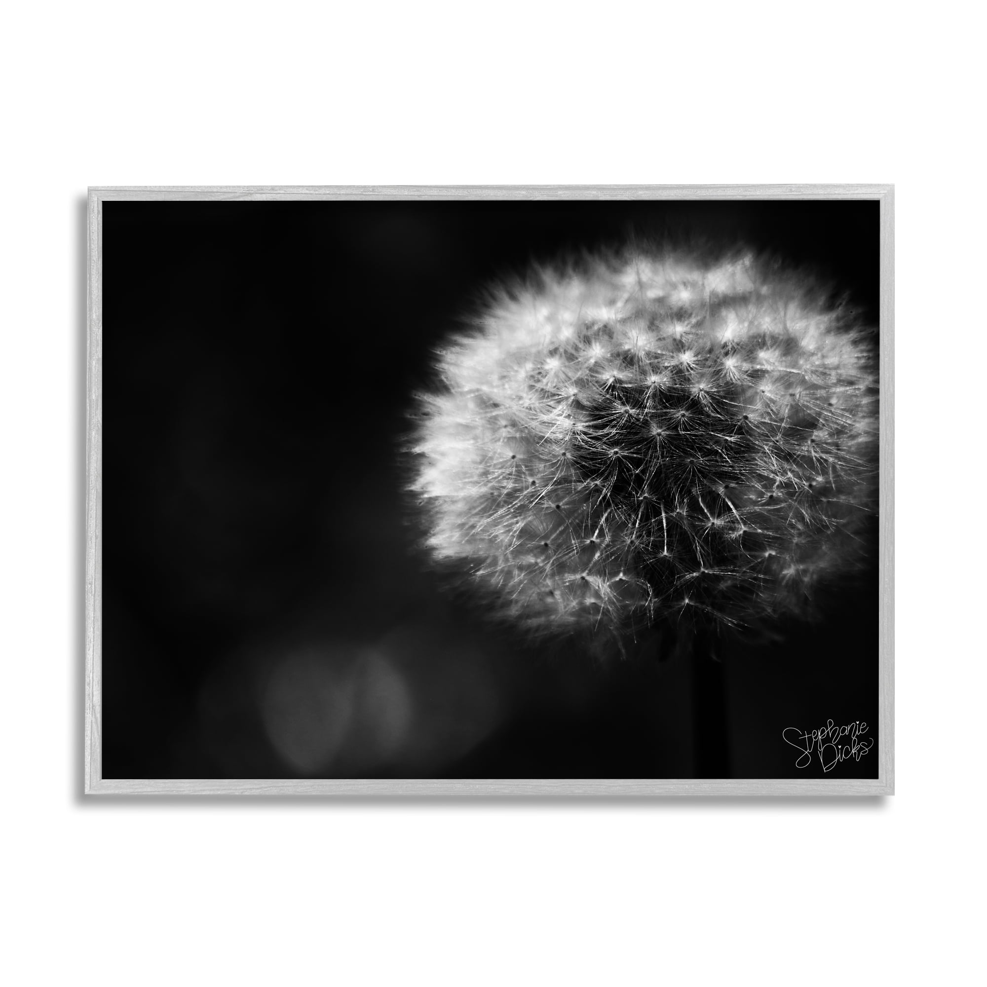 Stupell Modern Black Dandelion Photography Botanical & Floral Photography Gray Framed Art Print Wall Art