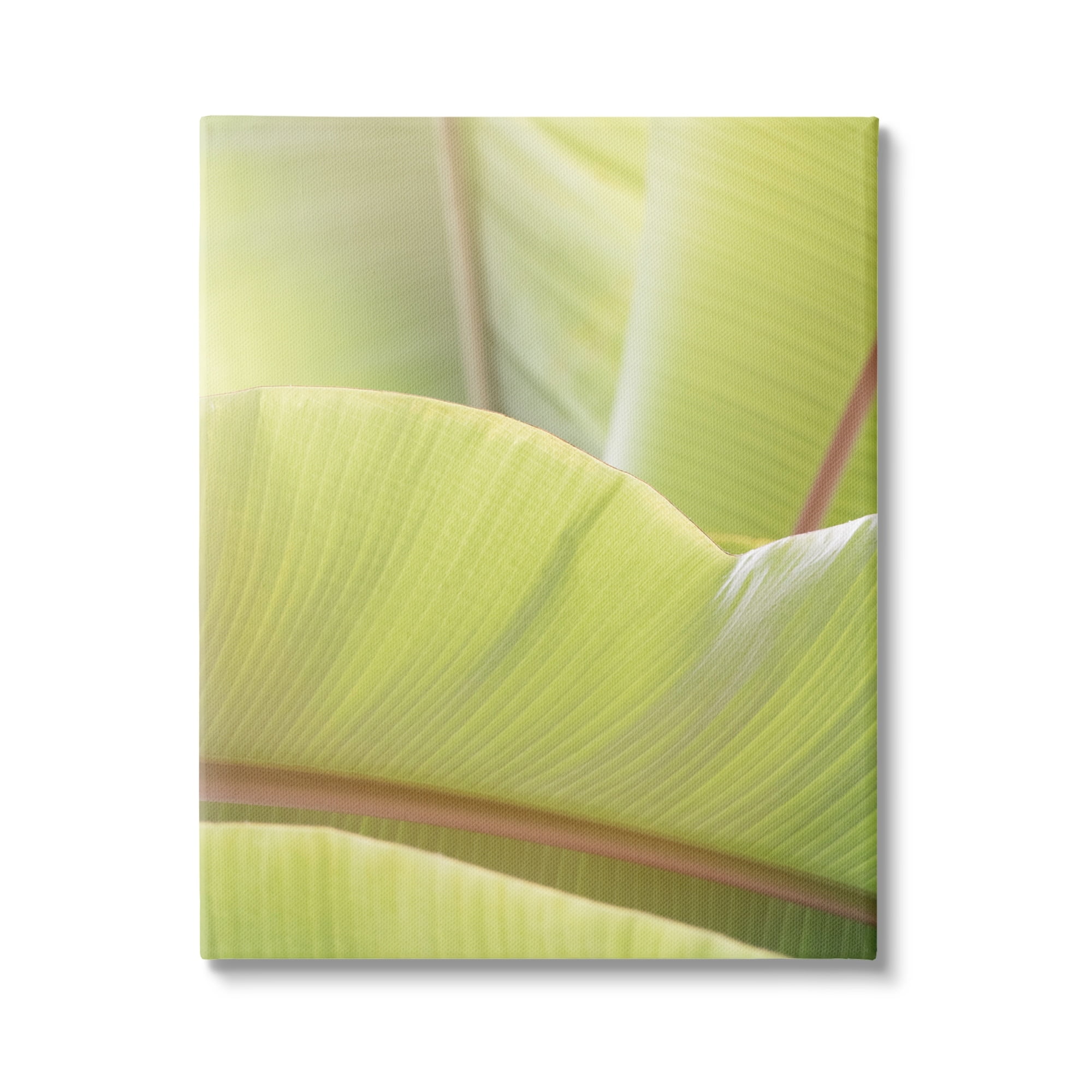 Stupell Modern Botanical Close Up Leaf Botanical & Floral Photography Gallery Wrapped Canvas Print Wall Art