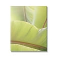 thumbnail image 1 of Stupell Modern Botanical Close Up Leaf Botanical & Floral Photography Gallery Wrapped Canvas Print Wall Art, 1 of 5