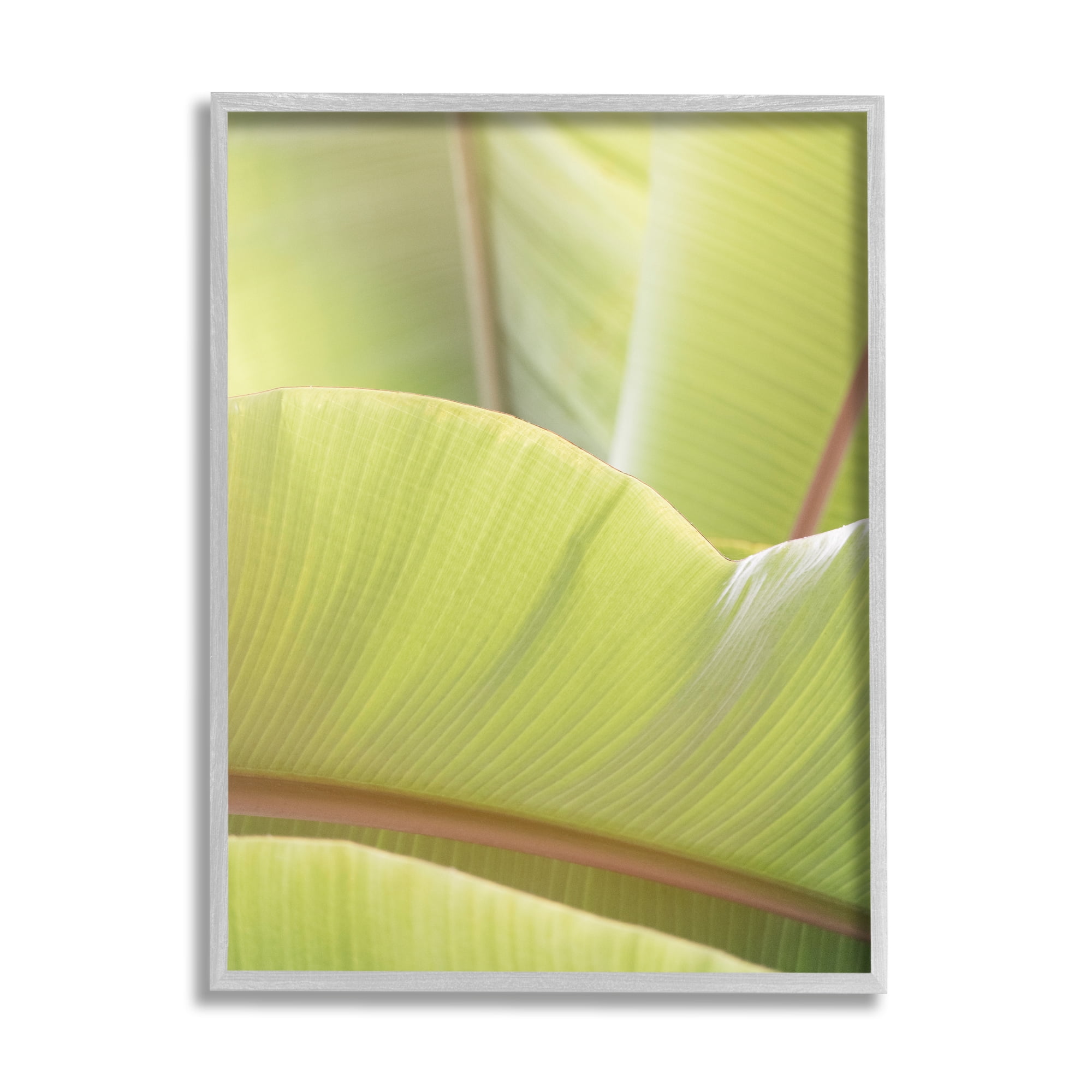 Stupell Modern Botanical Close Up Leaf Botanical & Floral Photography Gray Framed Art Print Wall Art