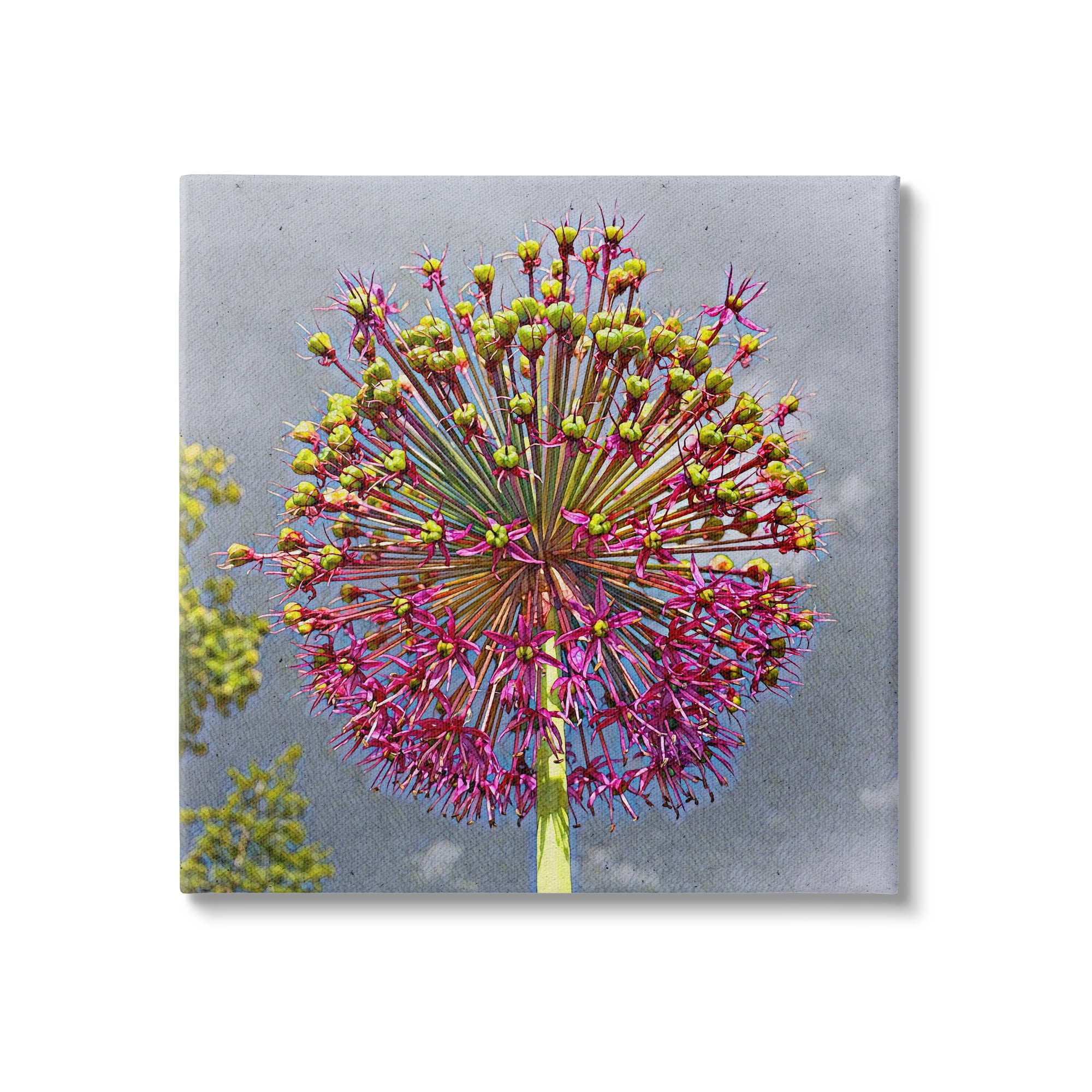 Stupell Modern Dandelion Pink Abstract Botanical & Floral Painting Gallery Wrapped Canvas Print Wall Art