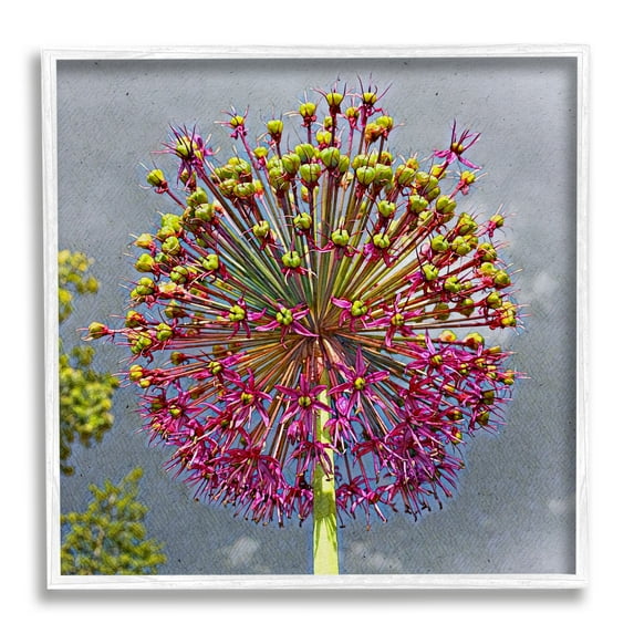 Stupell Modern Dandelion Pink Abstract Botanical & Floral Painting White Framed Art Print Wall Art