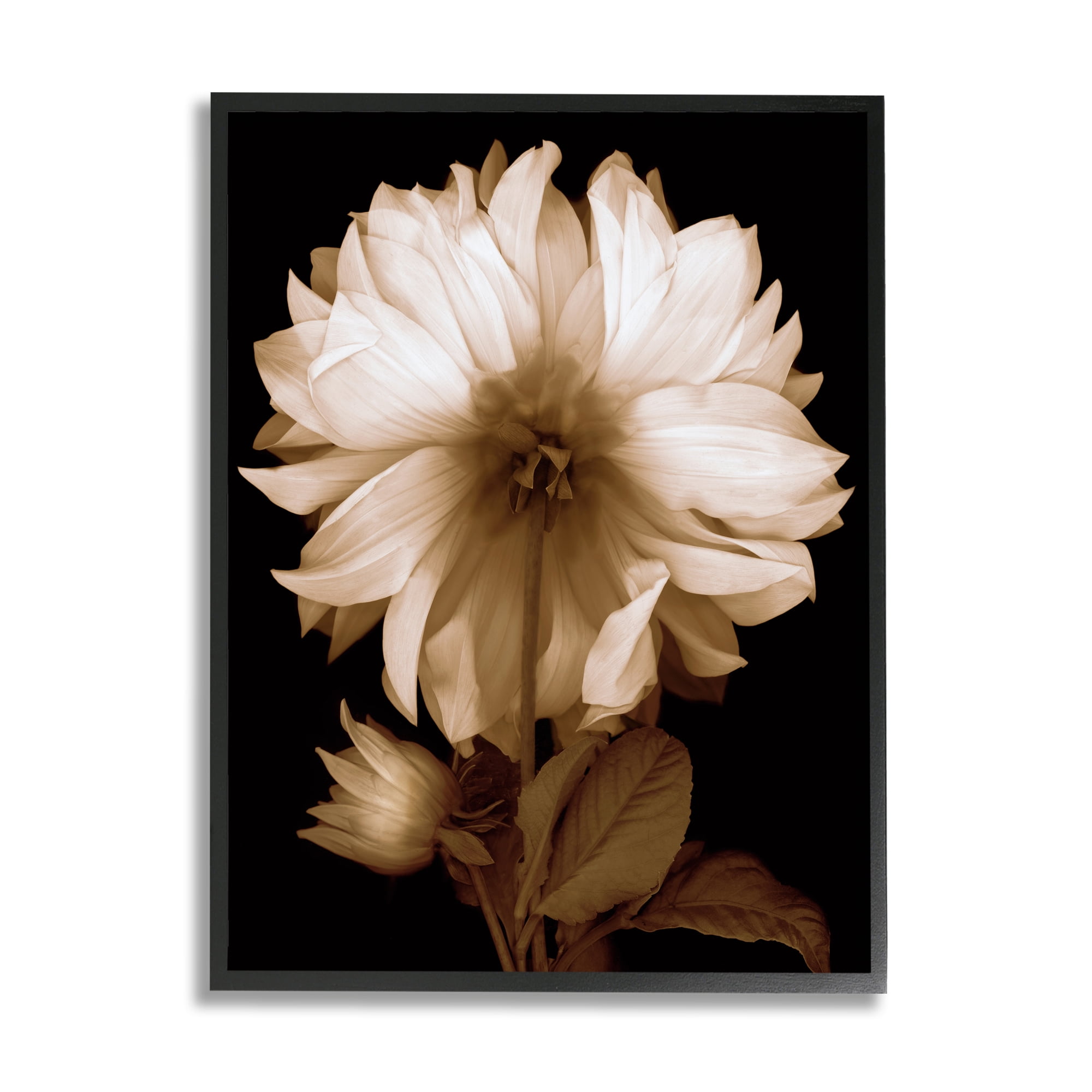 Stupell Modern Sepia Mum Flower Botanical & Floral Photography Black Framed Art Print Wall Art