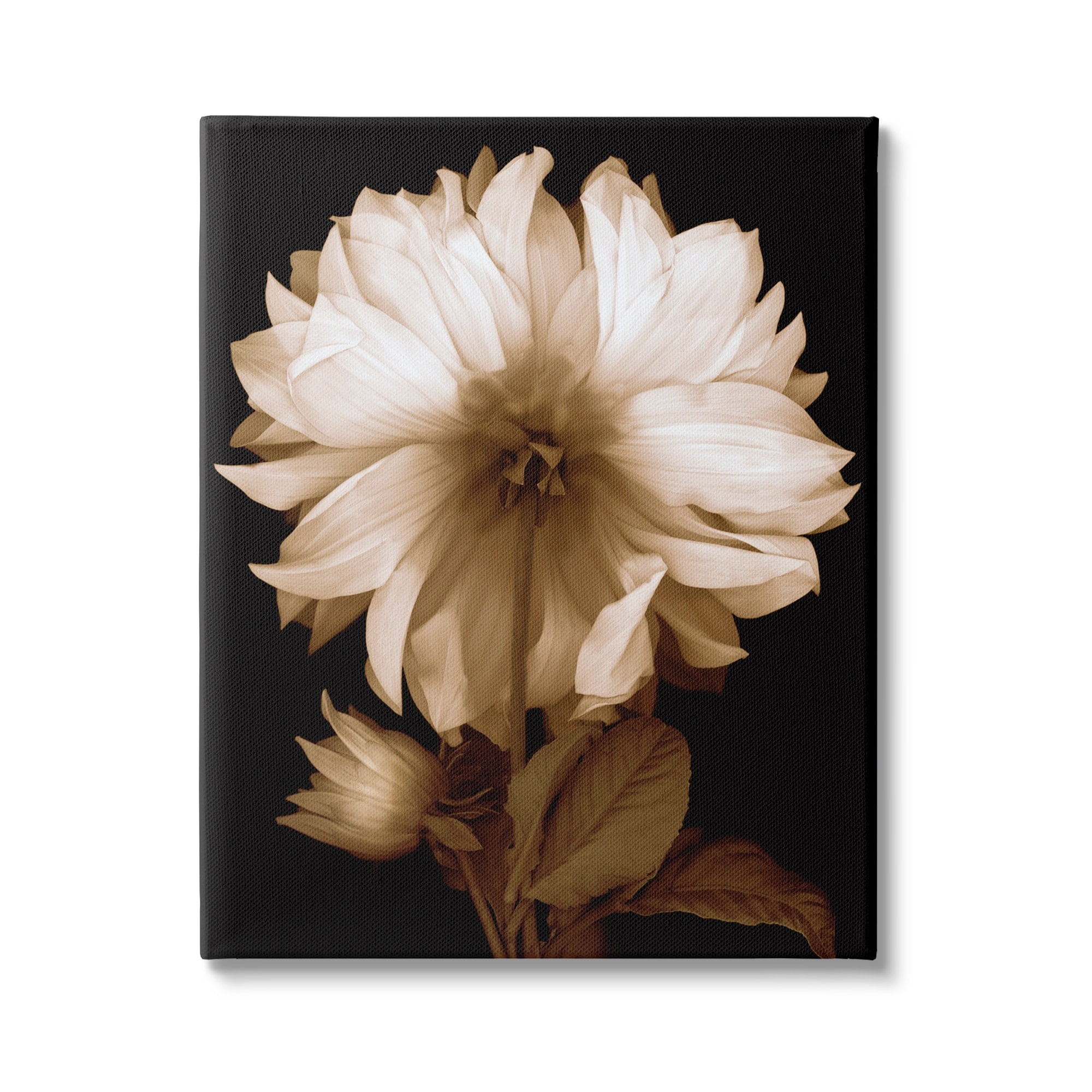 Stupell Modern Sepia Mum Flower Botanical & Floral Photography Gallery Wrapped Canvas Print Wall Art
