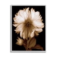 thumbnail image 1 of Stupell Modern Sepia Mum Flower Botanical & Floral Photography Gray Framed Art Print Wall Art, 1 of 7