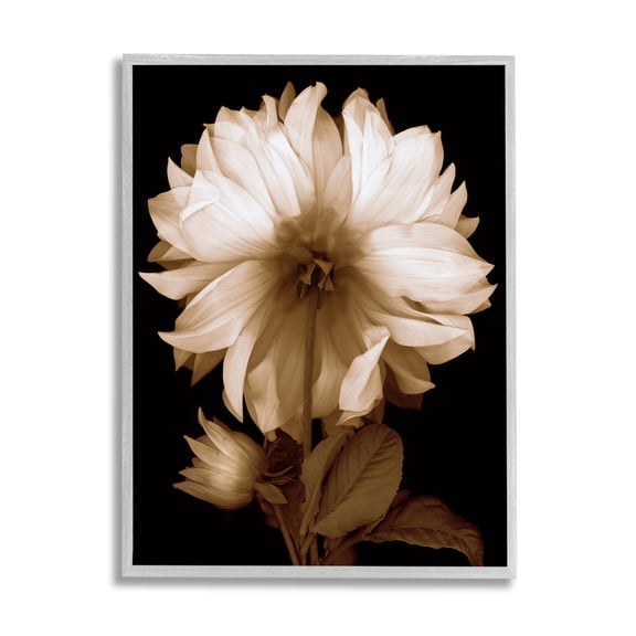 Stupell Modern Sepia Mum Flower Botanical & Floral Photography Gray Framed Art Print Wall Art