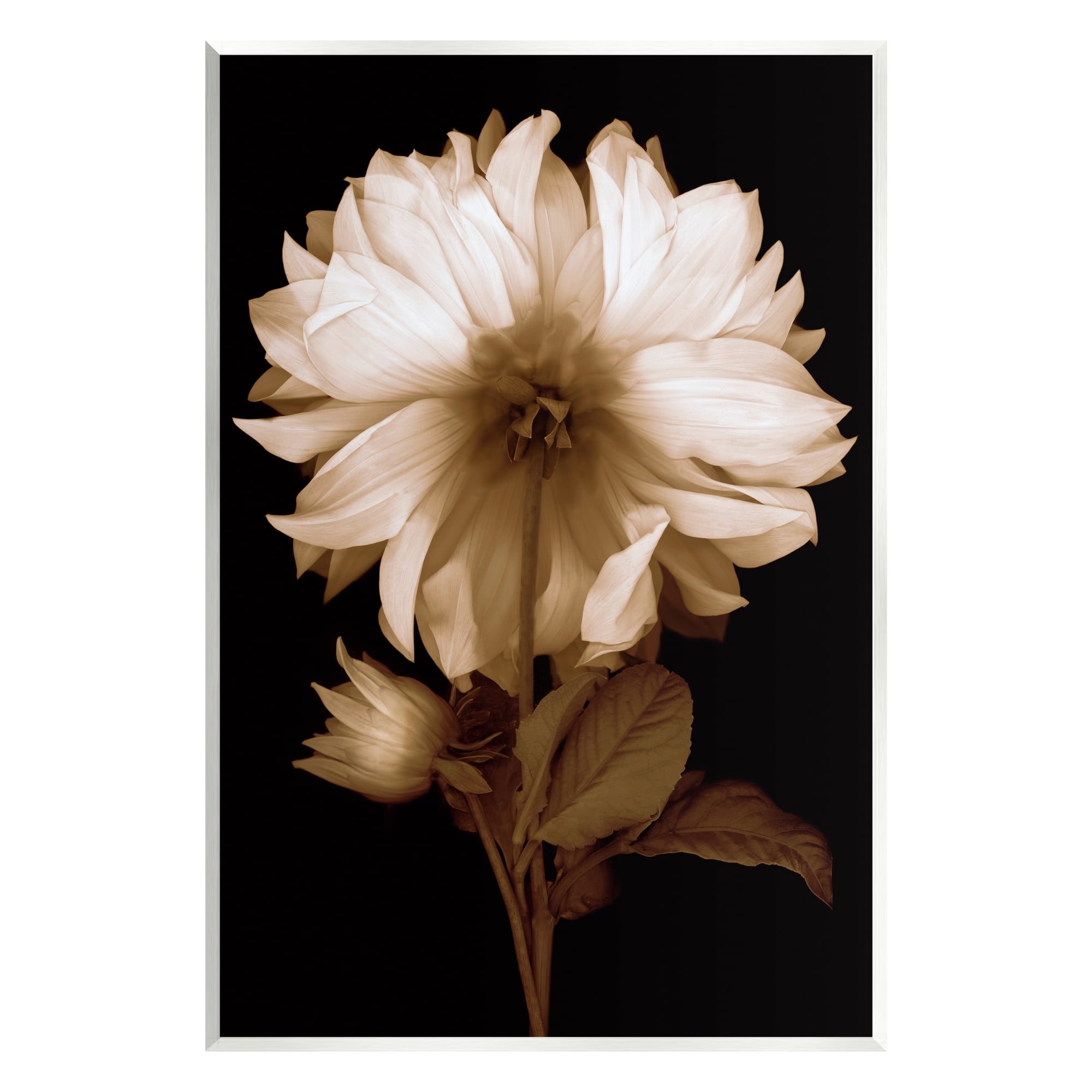 Stupell Modern Sepia Mum Flower Botanical & Floral Photography Wall Plaque Unframed Art Print Wall Art