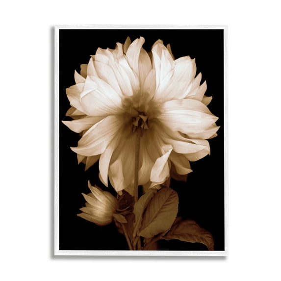 Stupell Modern Sepia Mum Flower Botanical & Floral Photography White Framed Art Print Wall Art