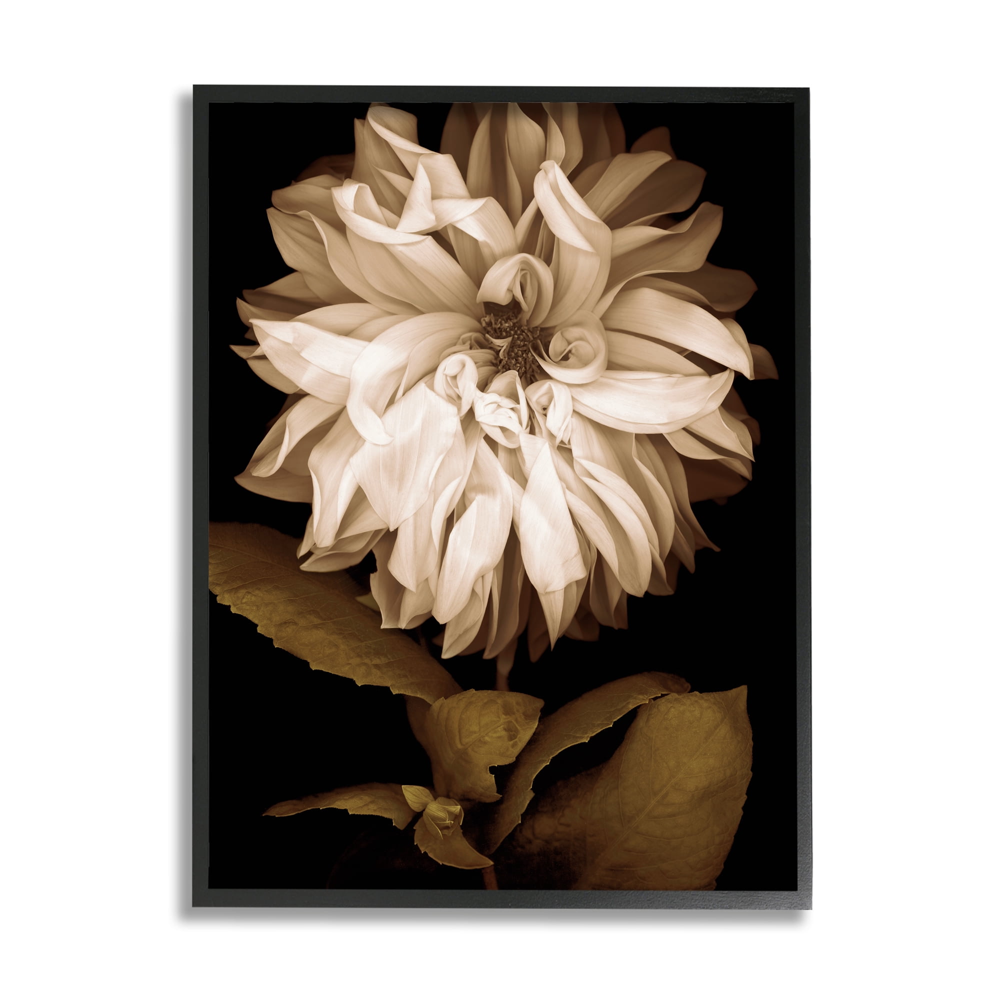 Stupell Modern White Chrysanthemum Petals Botanical & Floral Photography Black Framed Art Print Wall Art