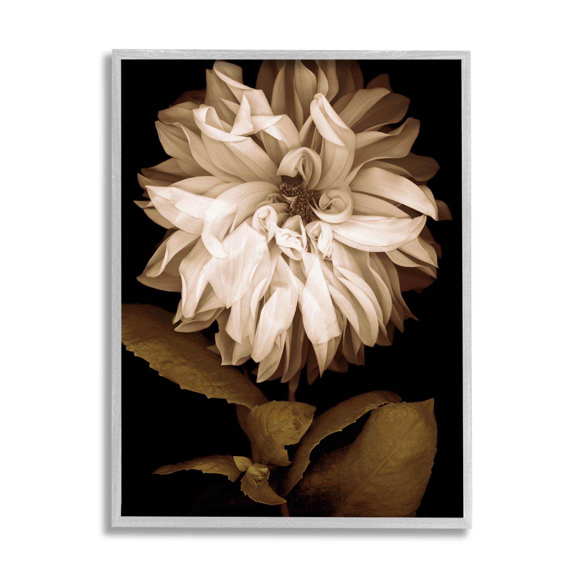 Stupell Modern White Chrysanthemum Petals Botanical & Floral Photography Gray Framed Art Print Wall Art