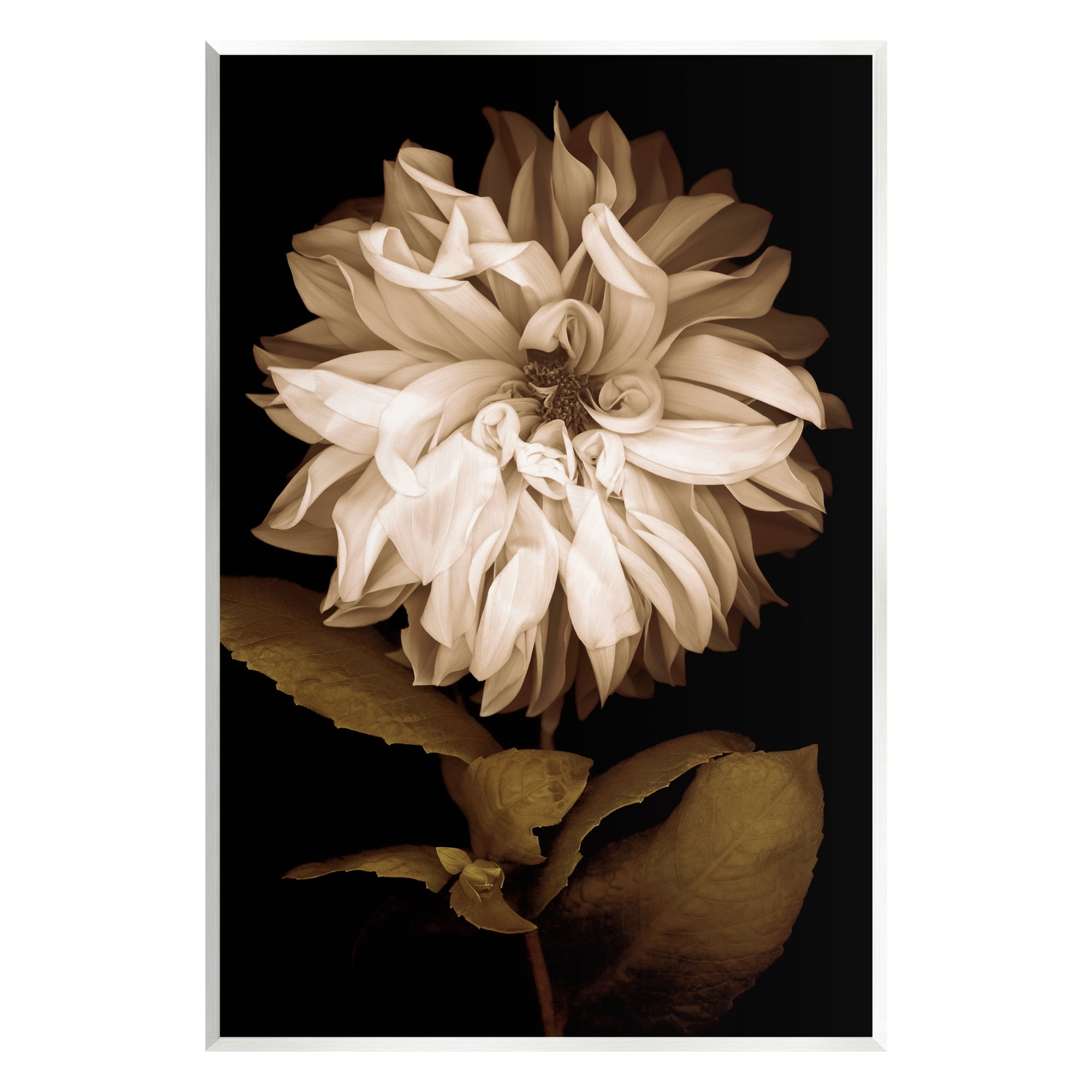 Stupell Modern White Chrysanthemum Petals Botanical & Floral Photography Wall Plaque Unframed Art Print Wall Art