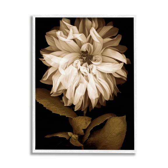Stupell Modern White Chrysanthemum Petals Botanical & Floral Photography White Framed Art Print Wall Art