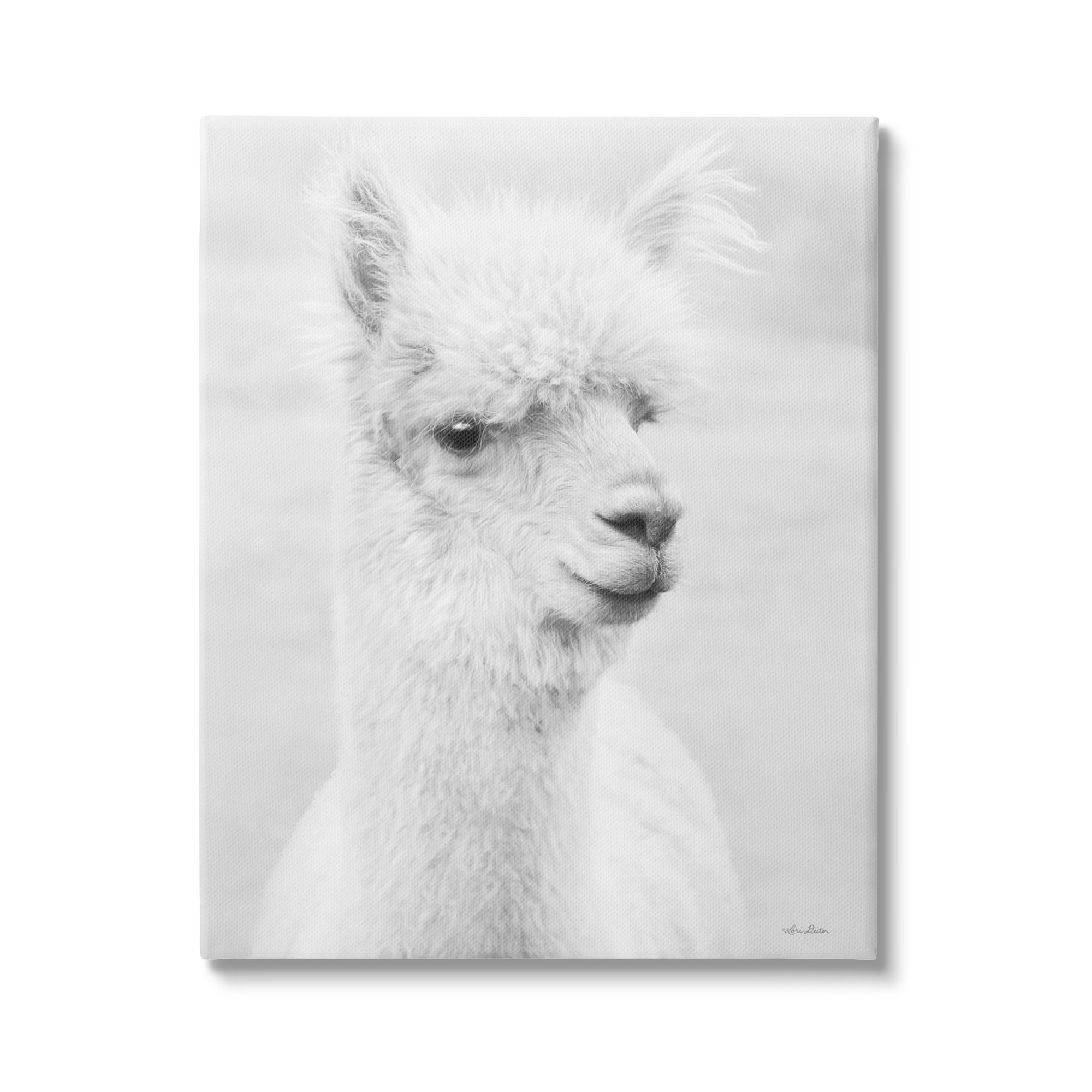 Stupell Monochrome Alpaca Farm Animal Animals & Insects Photography Gallery Wrapped Canvas Print Wall Art