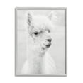 thumbnail image 1 of Stupell Monochrome Alpaca Farm Animal Animals & Insects Photography Gray Framed Art Print Wall Art, 1 of 7