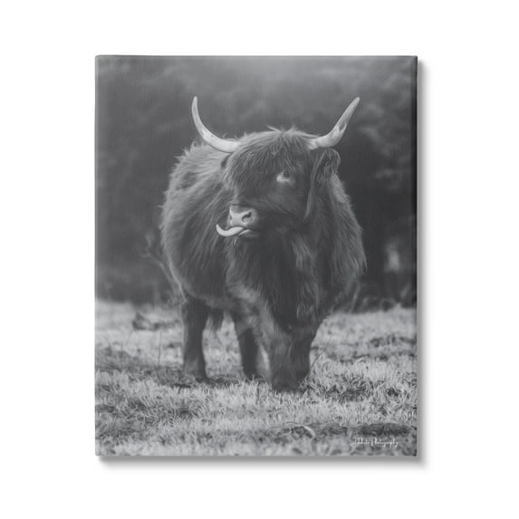 Stupell Monochrome Highland Cow Photography Animals & Insects Photography Gallery Wrapped Canvas Print Wall Art