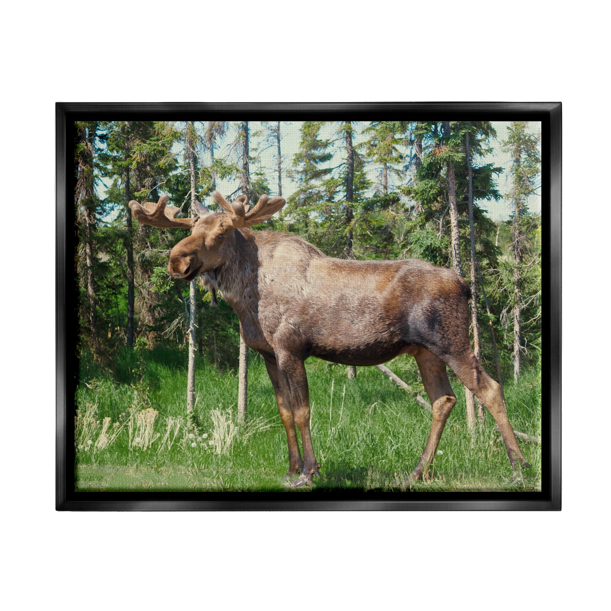 Stupell Moose Forest Grove Woodland Landscape Animals & Insects Photography Black Floater Framed Art Print Wall Art