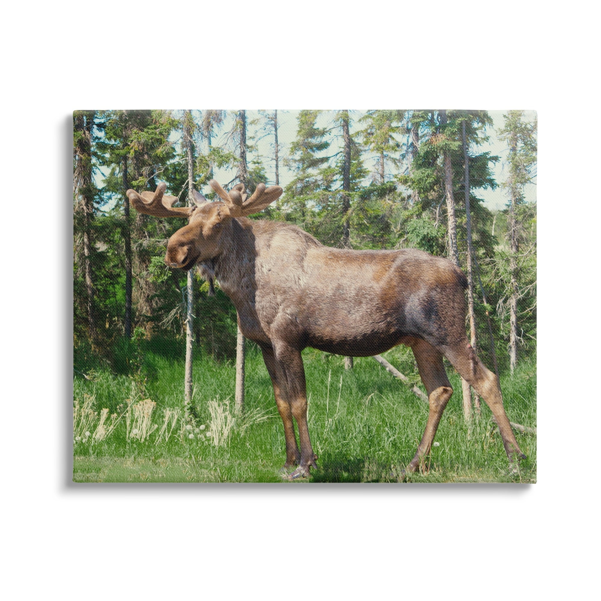 Stupell Moose Forest Grove Woodland Landscape Animals & Insects Photography Gallery Wrapped Canvas Print Wall Art