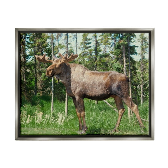 Stupell Moose Forest Grove Woodland Landscape Animals & Insects Photography Gray Floater Framed Art Print Wall Art