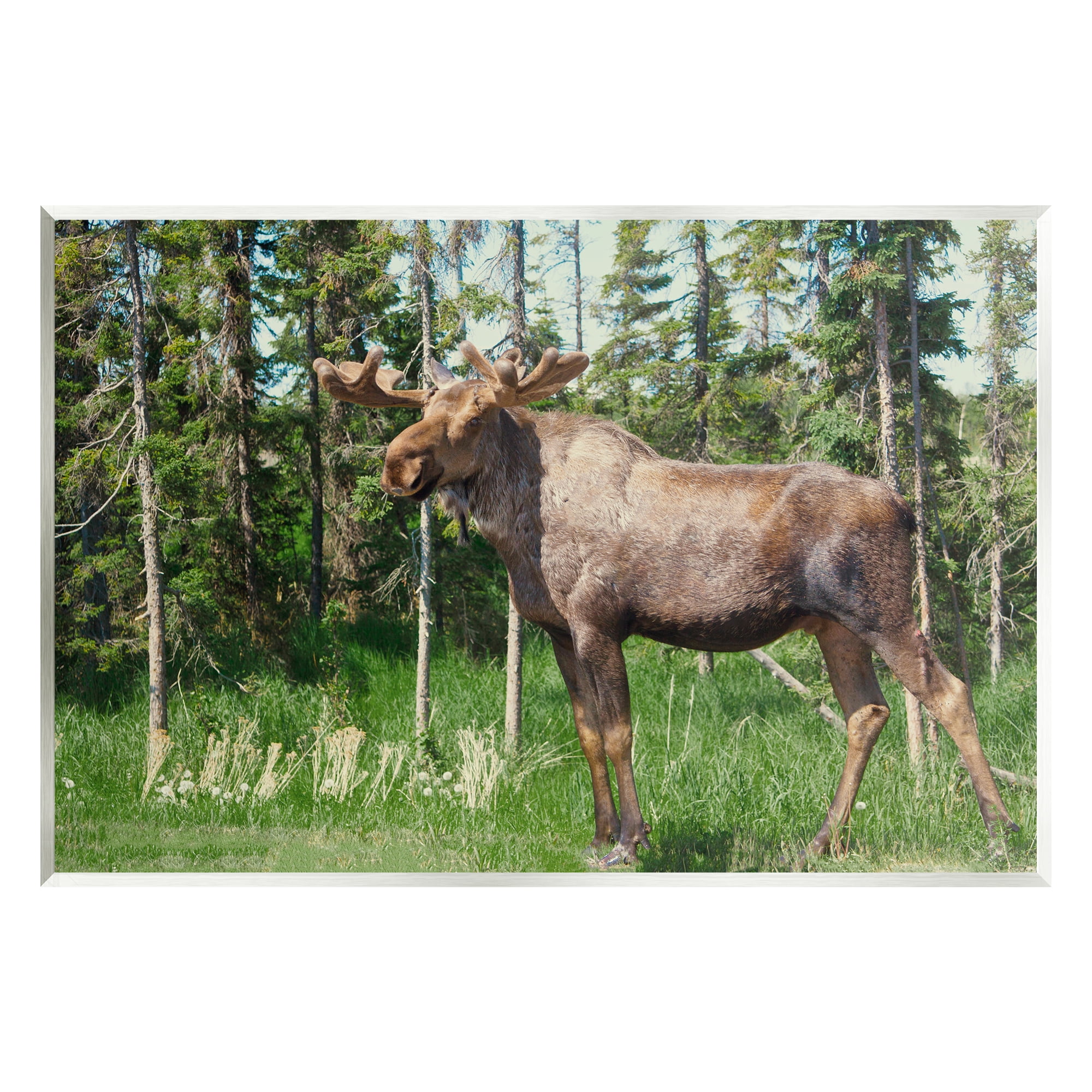 Stupell Moose Forest Grove Woodland Landscape Animals & Insects Photography Wall Plaque Unframed Art Print Wall Art