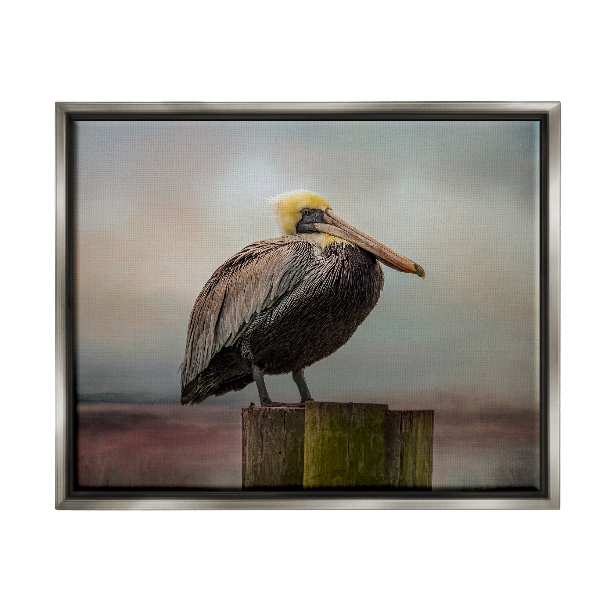 Stupell Pelican Perched Wildlife Nature Animals & Insects Photography Gray Floater Framed Art Print Wall Art