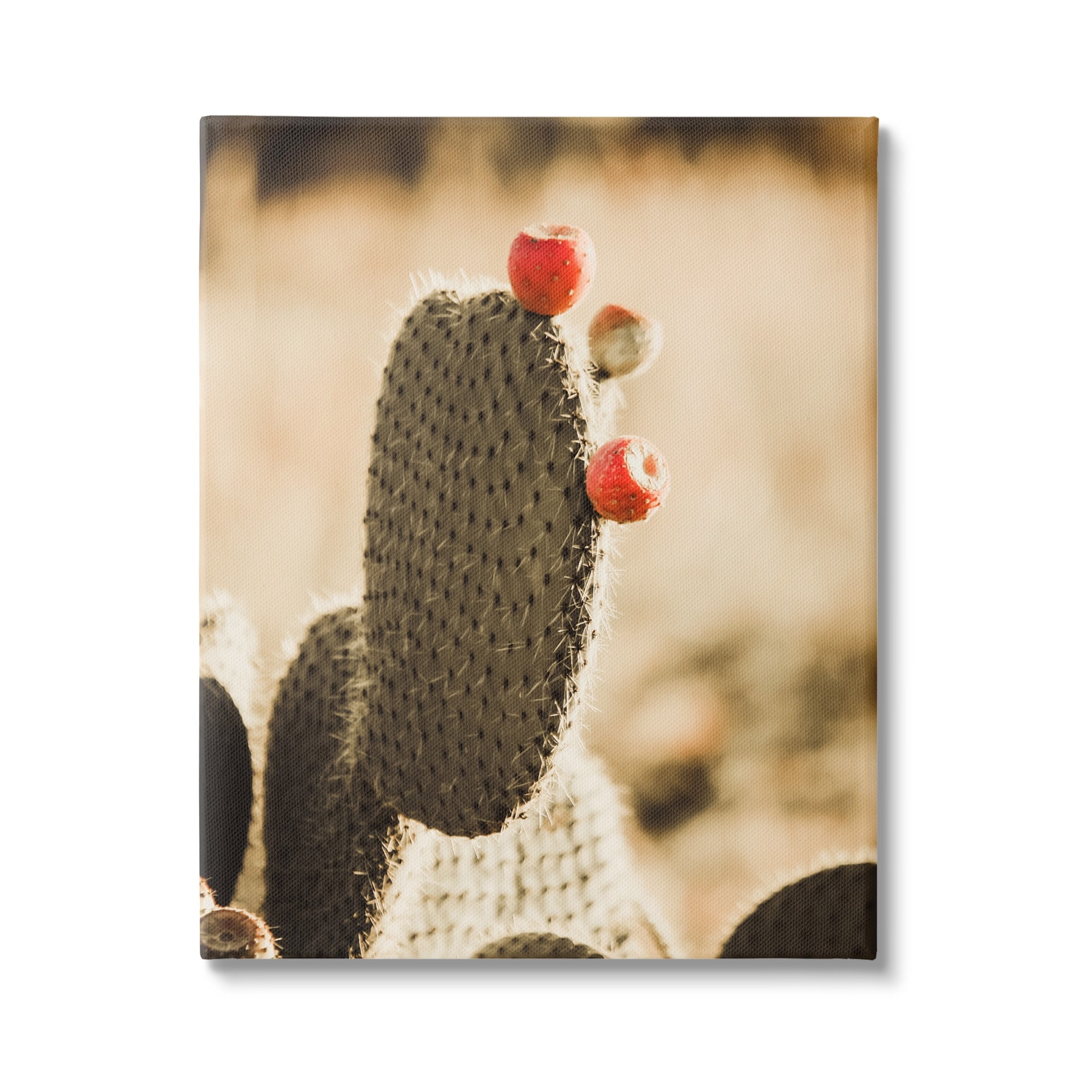 Stupell Prickly Pear Cactus Fruits Botanical & Floral Photography Gallery Wrapped Canvas Print Wall Art