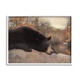 thumbnail image 1 of Stupell Resting Bear Autumn Foliage Lake Animals & Insects Photography White Framed Art Print Wall Art, 1 of 7