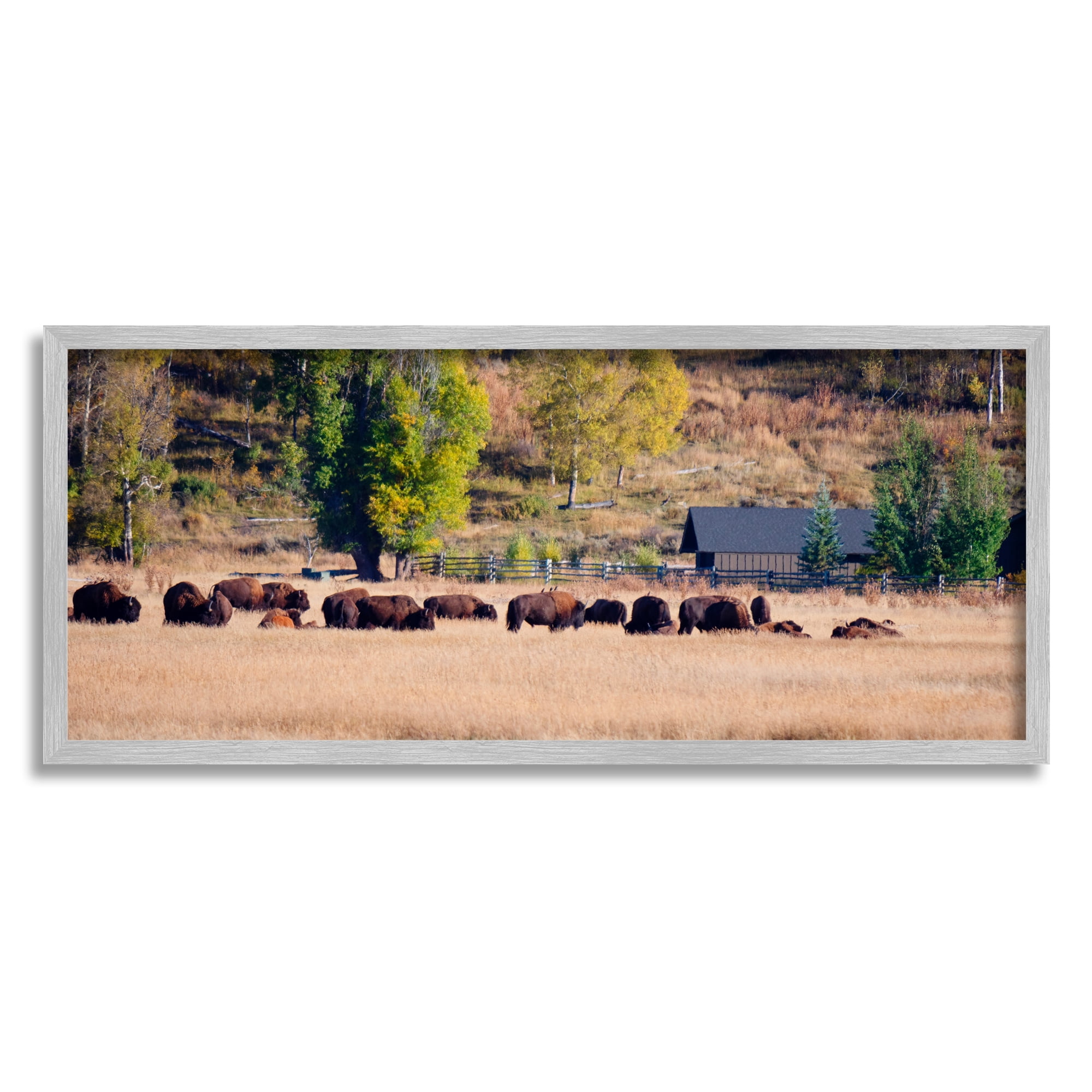 Stupell Rural Bison Wildlife Pasture Animals & Insects Photography Gray Framed Art Print Wall Art
