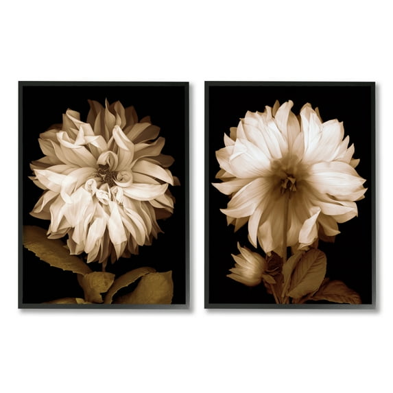 Stupell Sepia Chrysanthemum Flower Blooms Botanical & Floral Photography Black Framed Art Print Wall Art, Set of 2