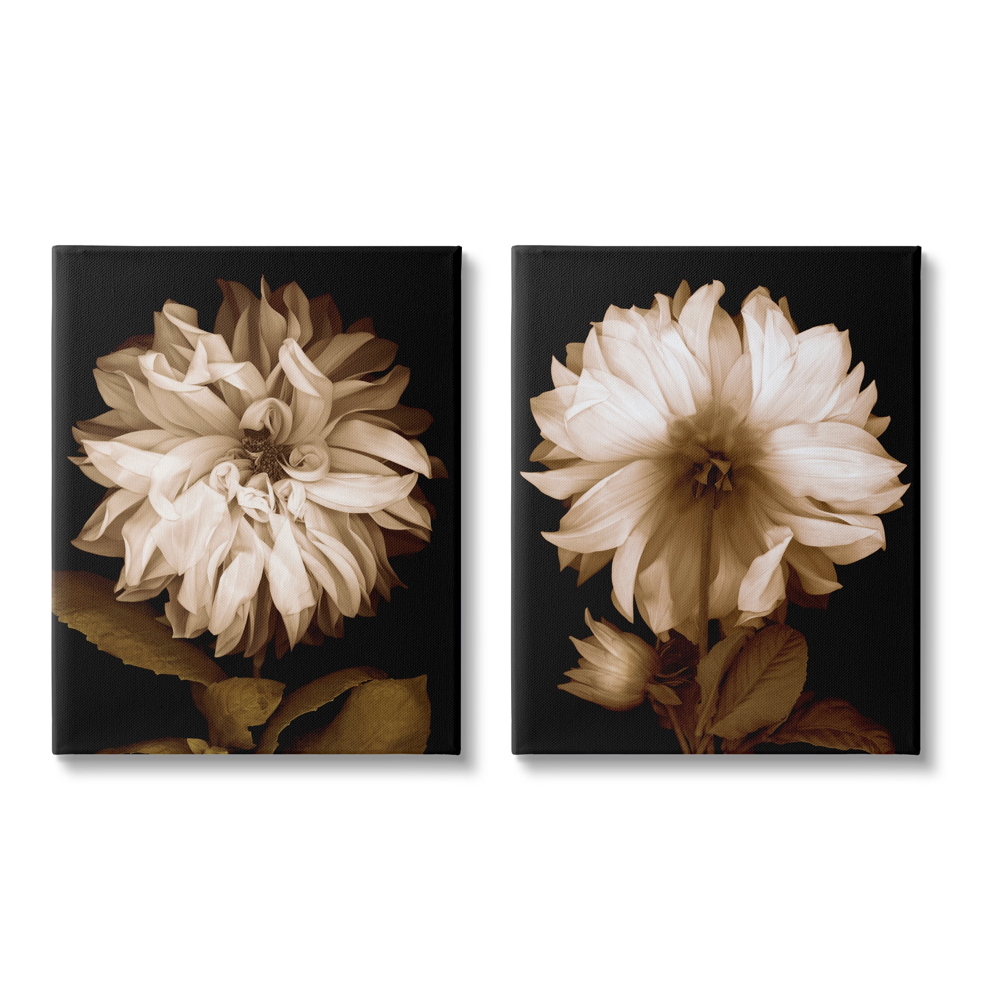 Stupell Sepia Chrysanthemum Flower Blooms Botanical & Floral Photography Gallery Wrapped Canvas Print Wall Art, Set of 2