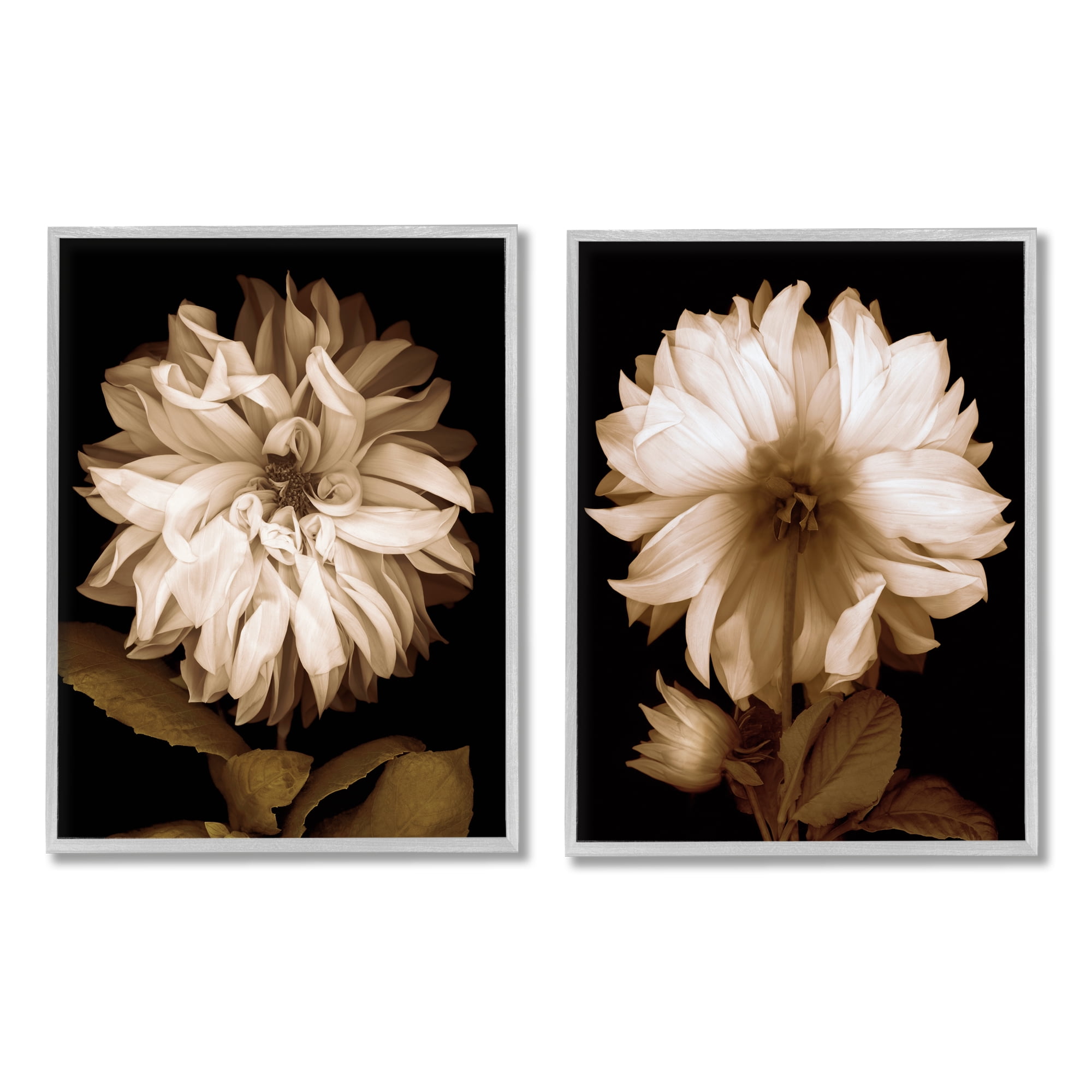 Stupell Sepia Chrysanthemum Flower Blooms Botanical & Floral Photography Gray Framed Art Print Wall Art, Set of 2