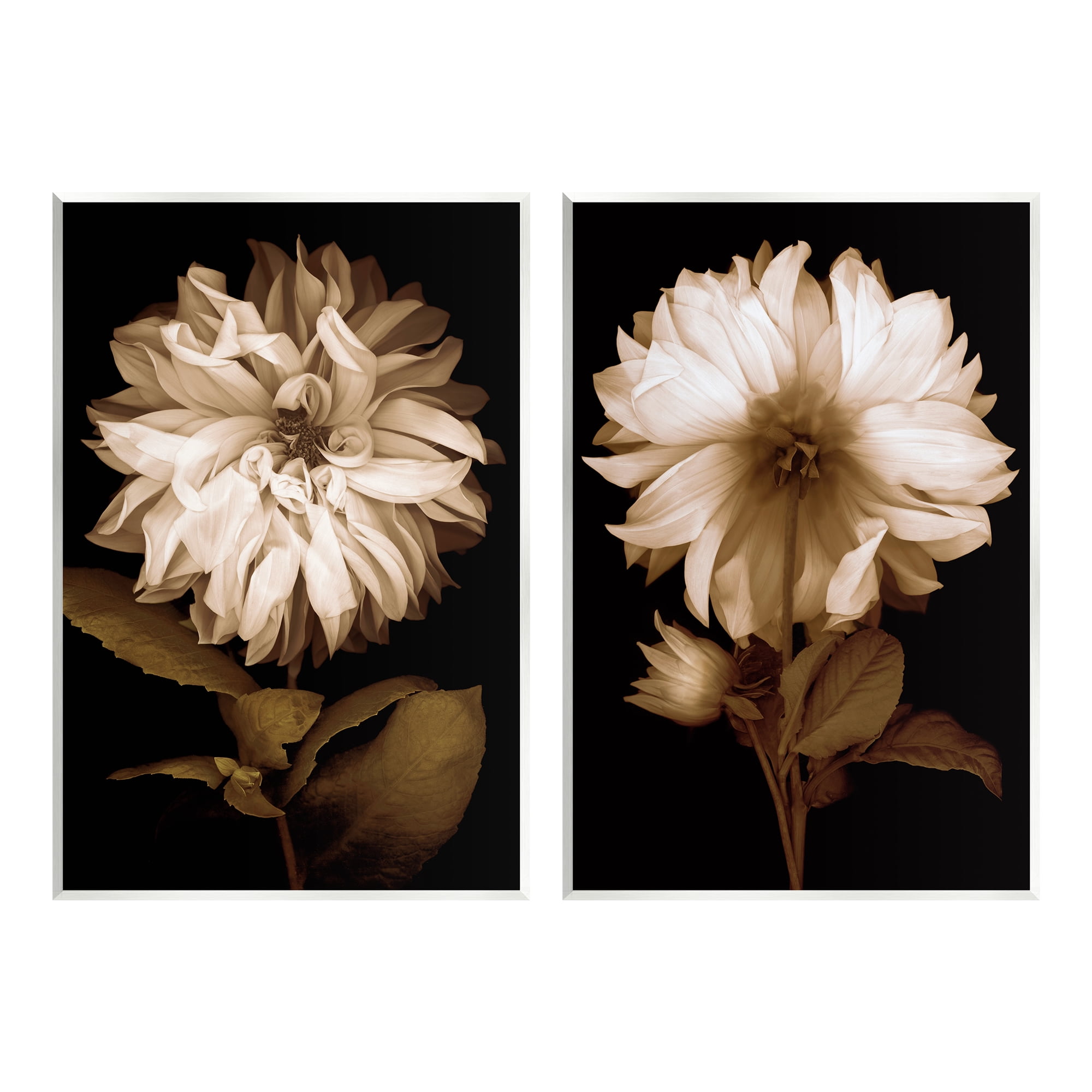 Stupell Sepia Chrysanthemum Flower Blooms Botanical & Floral Photography Wall Plaque Unframed Art Print Wall Art, Set of 2
