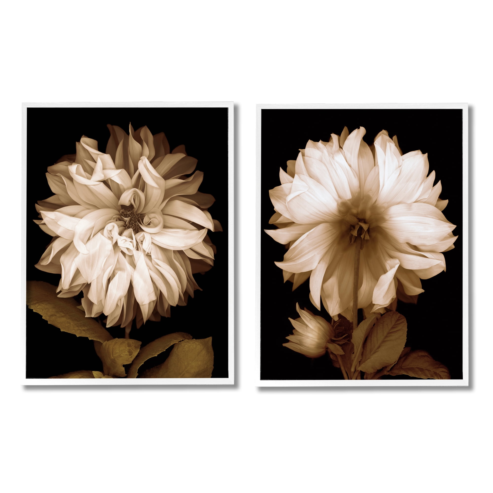 Stupell Sepia Chrysanthemum Flower Blooms Botanical & Floral Photography White Framed Art Print Wall Art, Set of 2